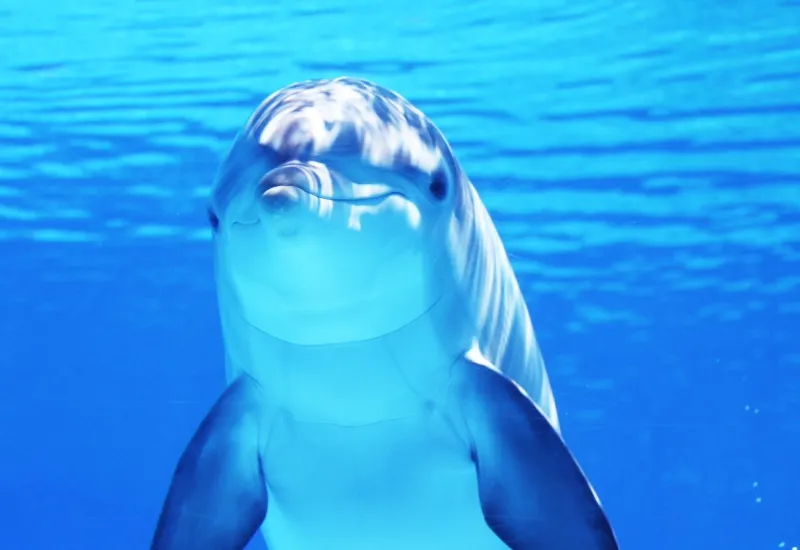 Dolphin Trip