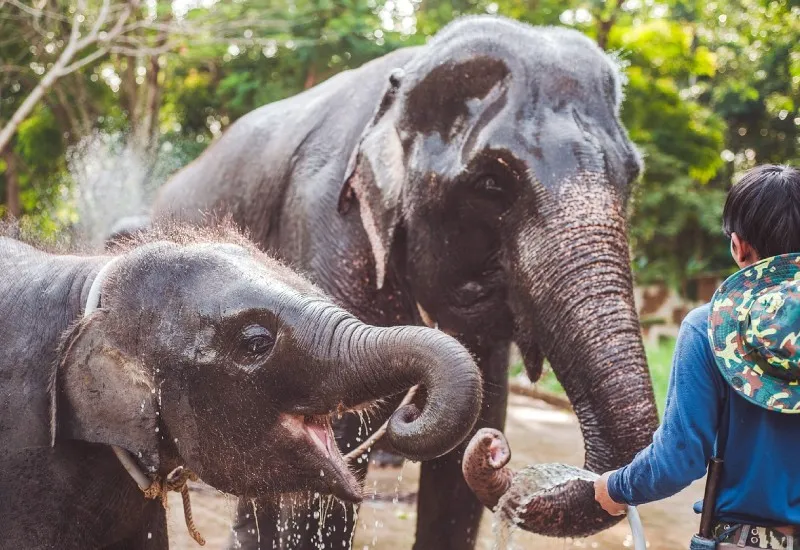 Elephant Ride