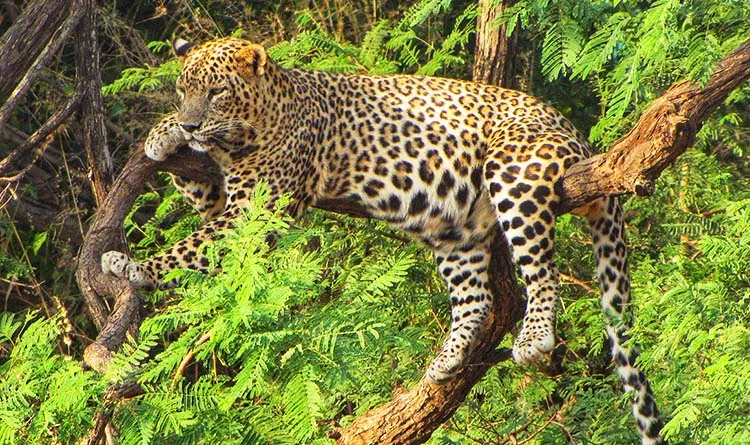 04. Barda Hills Wildlife Sanctuary