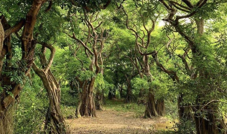 Durgapur Forest, Durgapur
