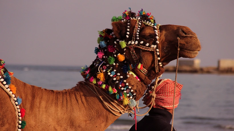 07. Camel Ride at Jampore Beach