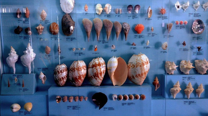 09. Diu Museum