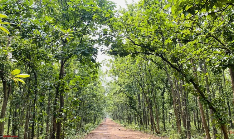 Garh Jungle, Durgapur
