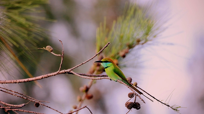 09. Nellore