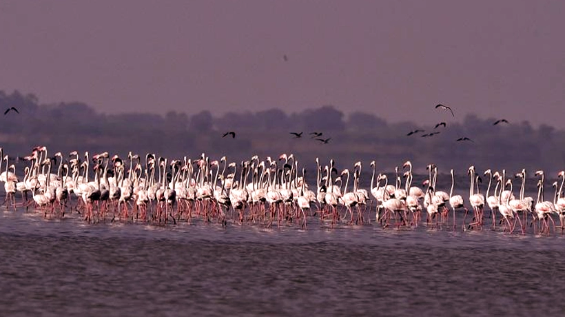 12. Pulicat