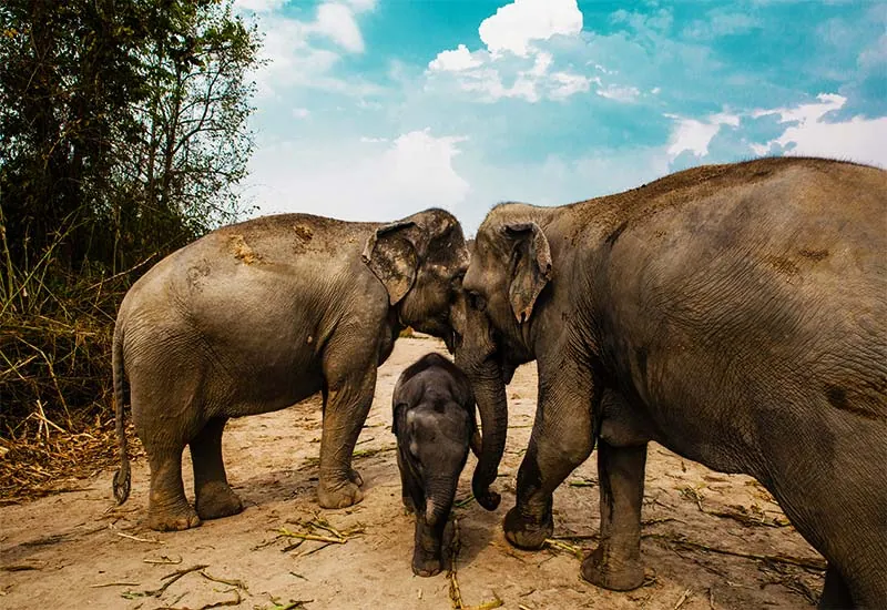 01. Neyyar Wildlife Sanctuary