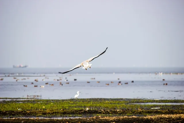 08. Chilika Lake- Largest Brackish Water Lake