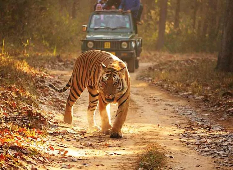 15. Experience The Animal Safari