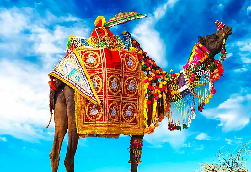 02. Camel Fair