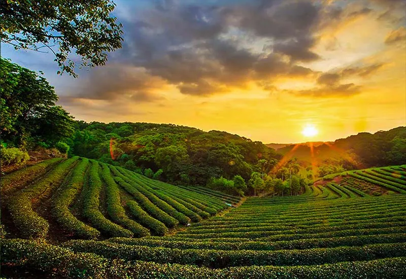 05. Tea Estates