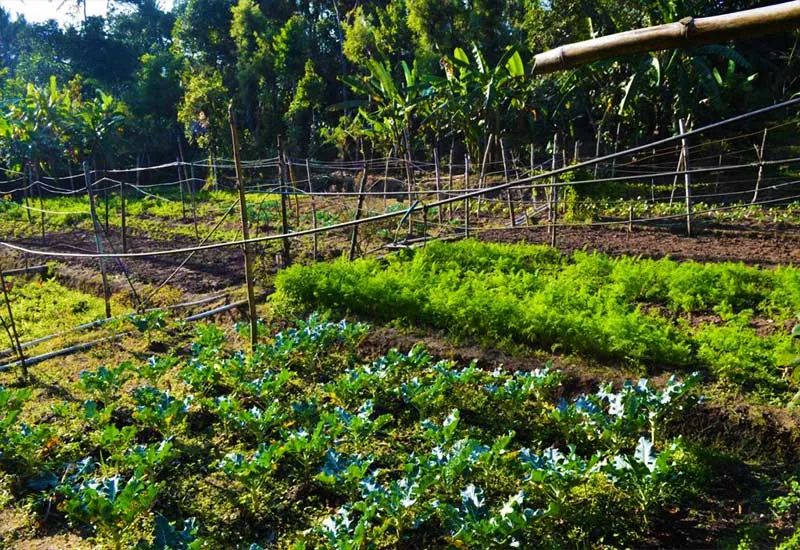 07. Farm Tour