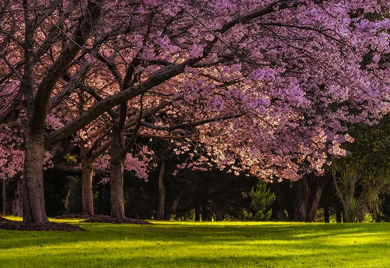 09. Blossom Park
