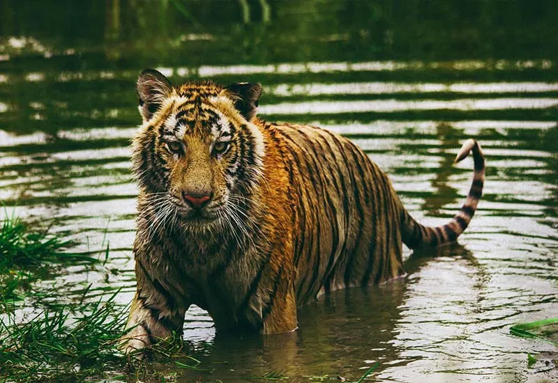 06. Tiger Trail
