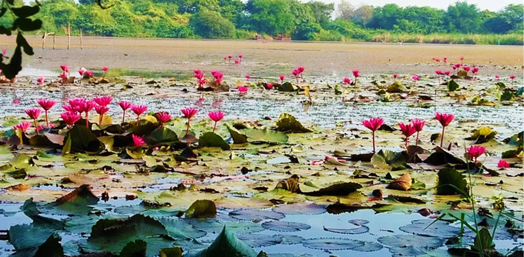 Top 15 Things to do in Surat