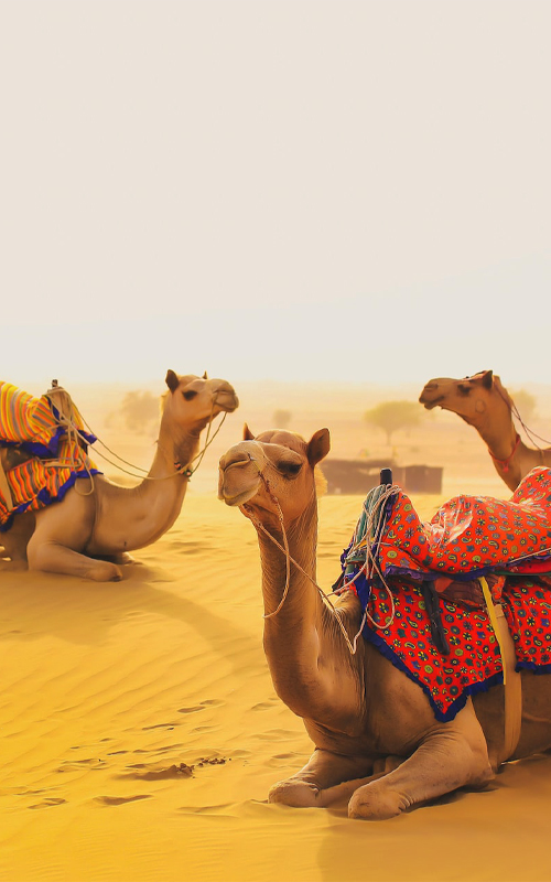 AD's guided tour to the 'Golden City' of Jaisalmer | Architectural Digest  India