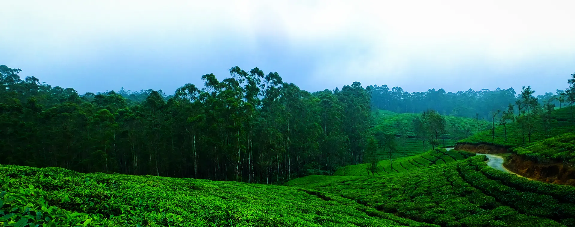 5 Best Tea Plantations in Kerala