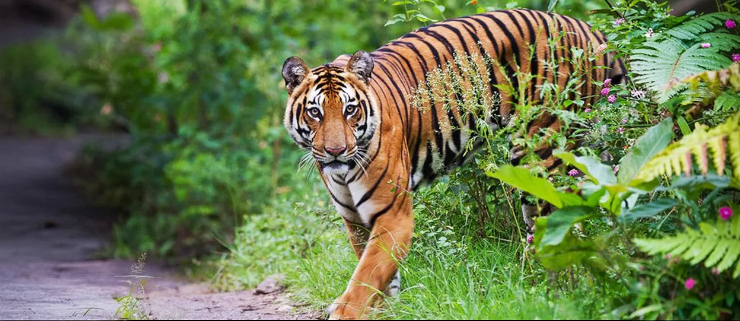 A Guide To Similipal National Park