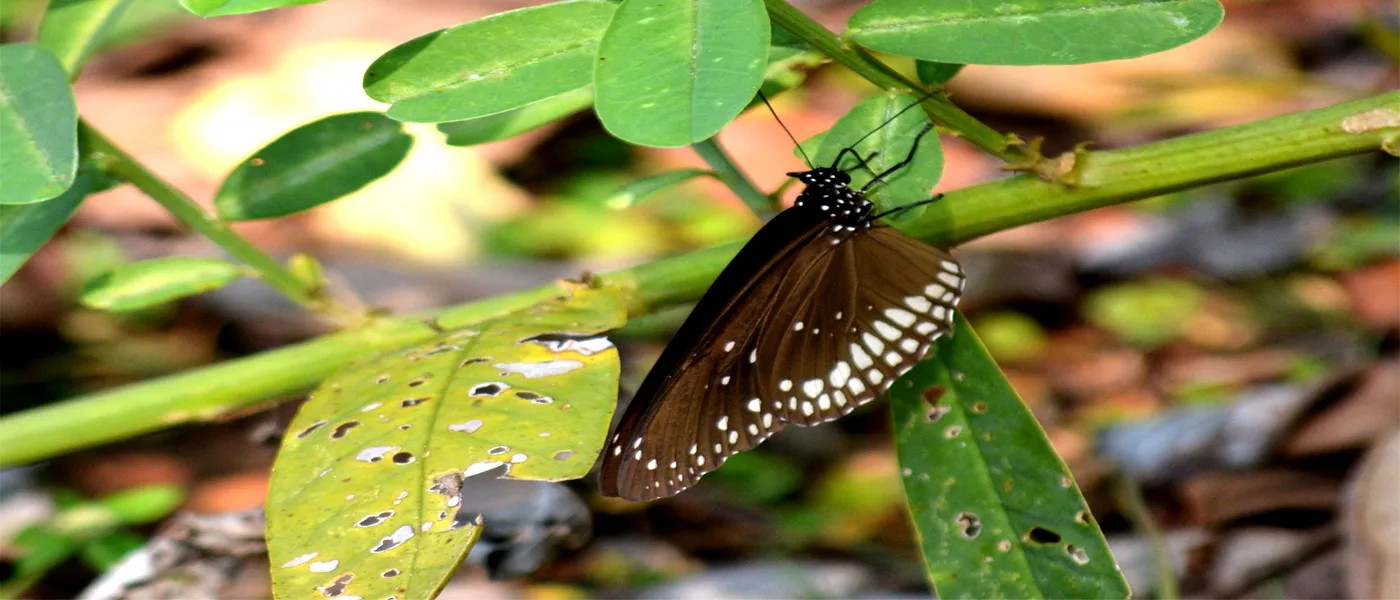 A Guide to Butterfly Conservatory Of Goa