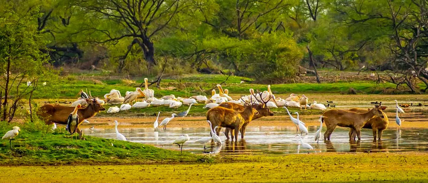 A Guide to Bharatpur
