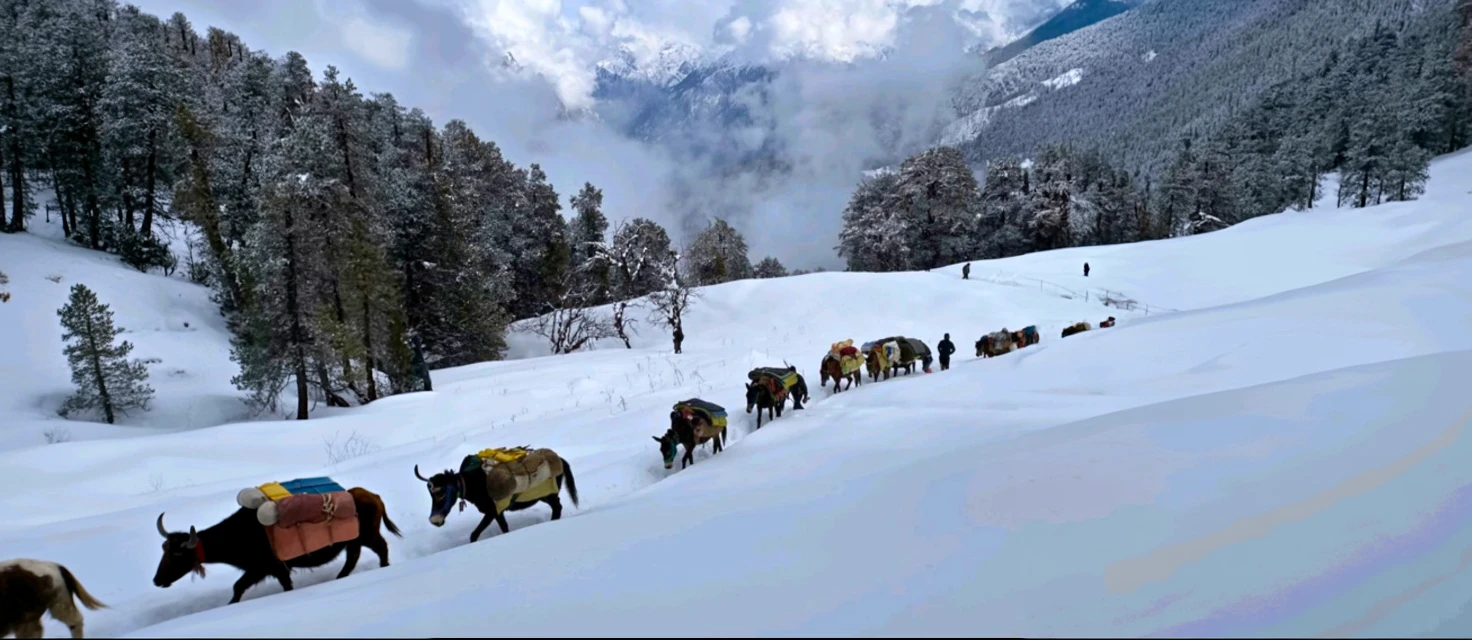 Kuari Pass Trek: Frequently Asked Questions (FAQ)