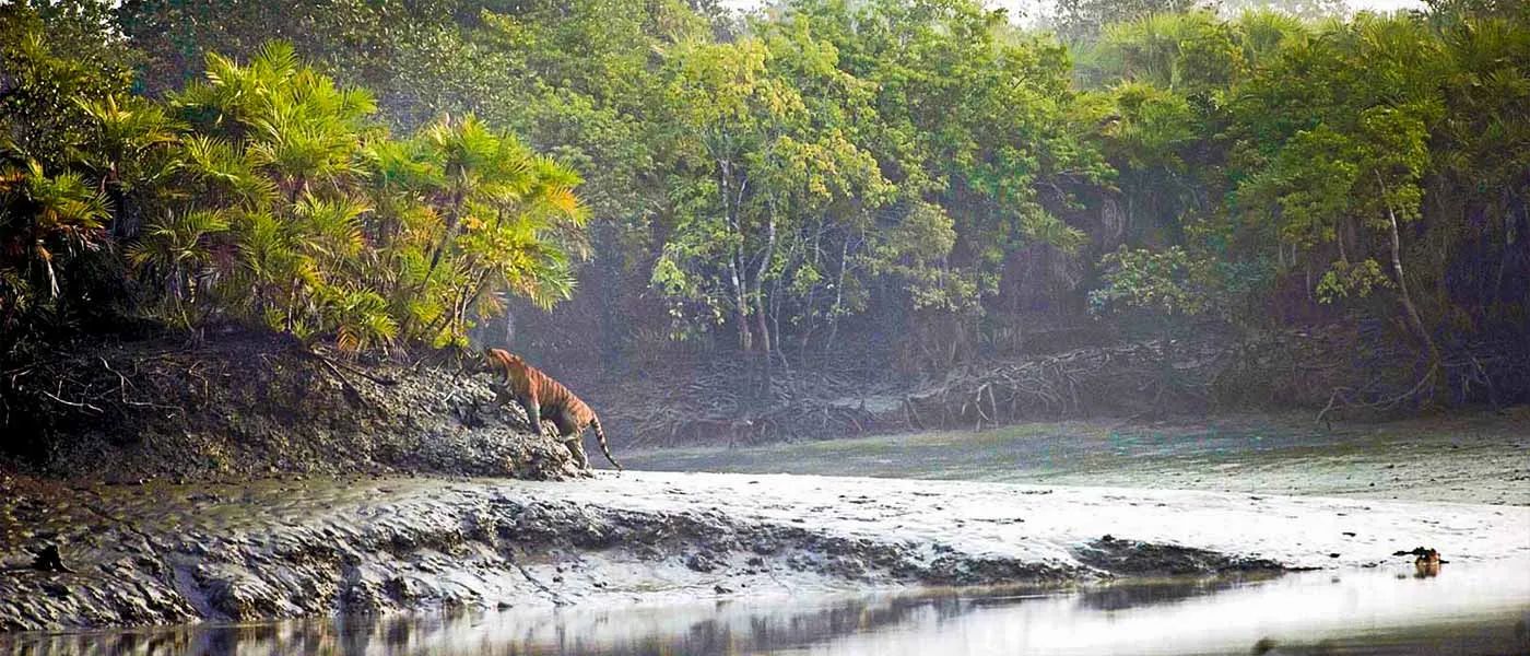 A Guide to Sundarban