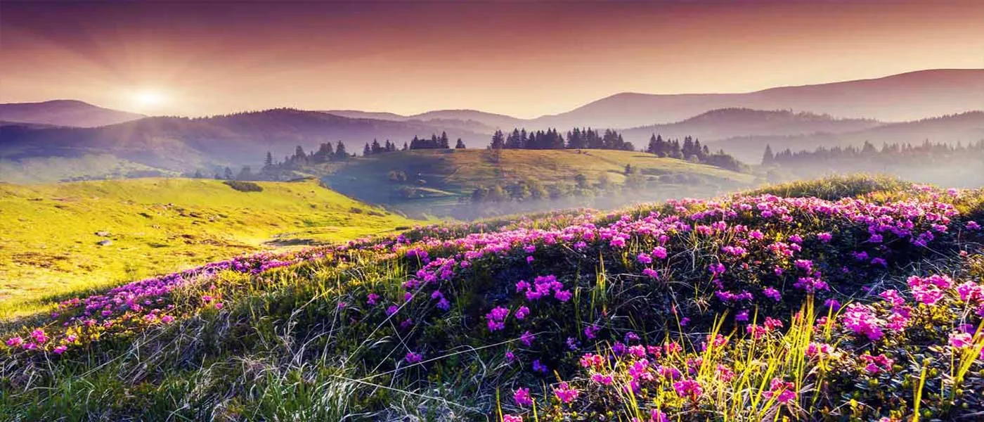 Top 10 Places to visit in Valley of Flowers