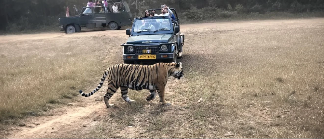 Munnar Jeep Safari: Your Quick Guide to Common Questions