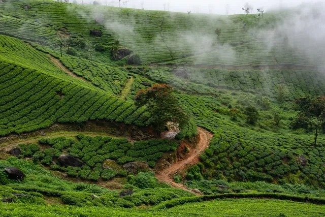 15 Best Places to Stay in Coonoor