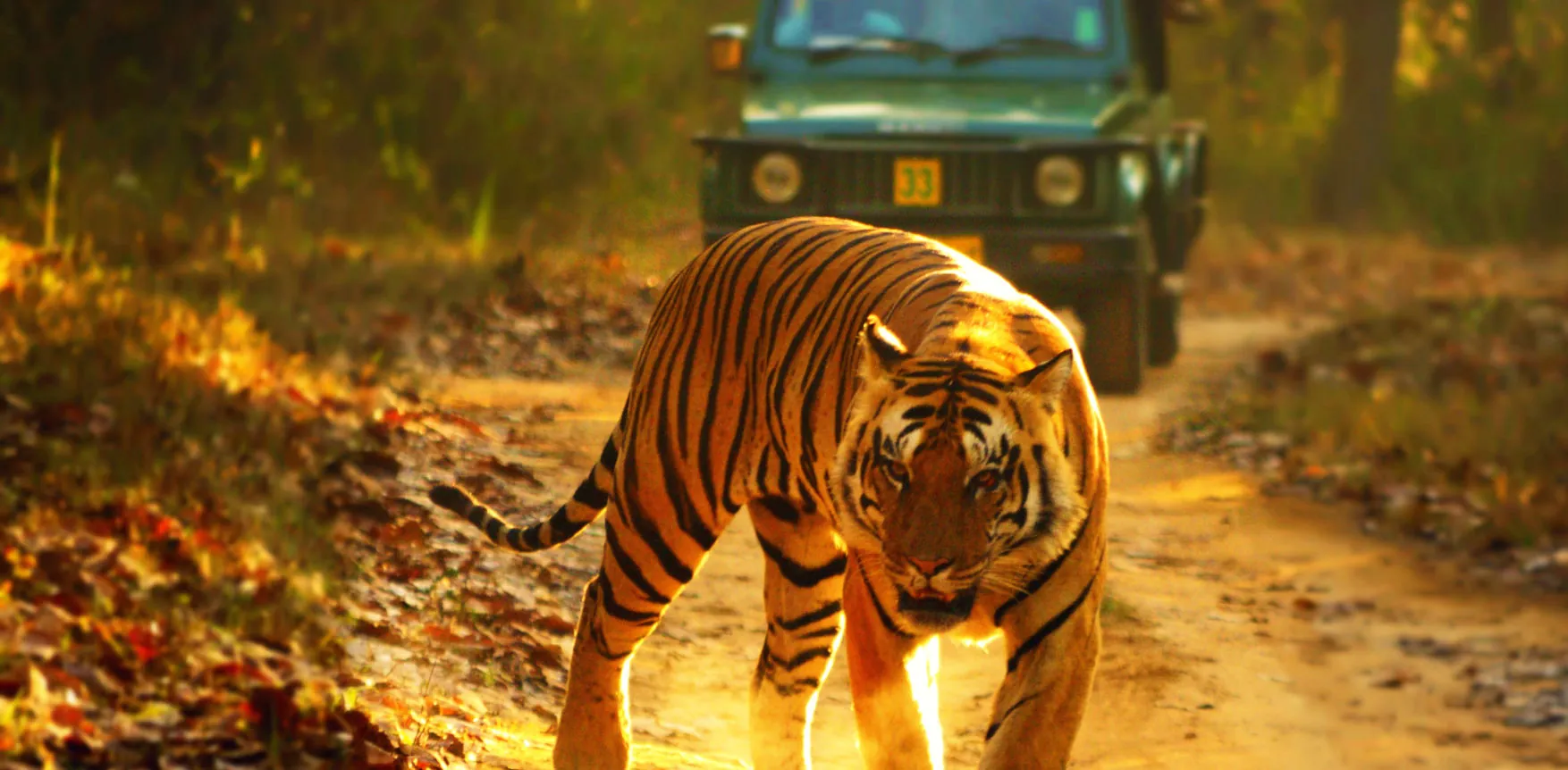 Top 25 Wildlife Sanctuaries In Madhya Pradesh