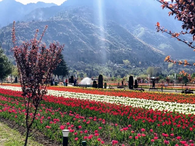 Tulip Festival of Jammu and Kashmir 2024
