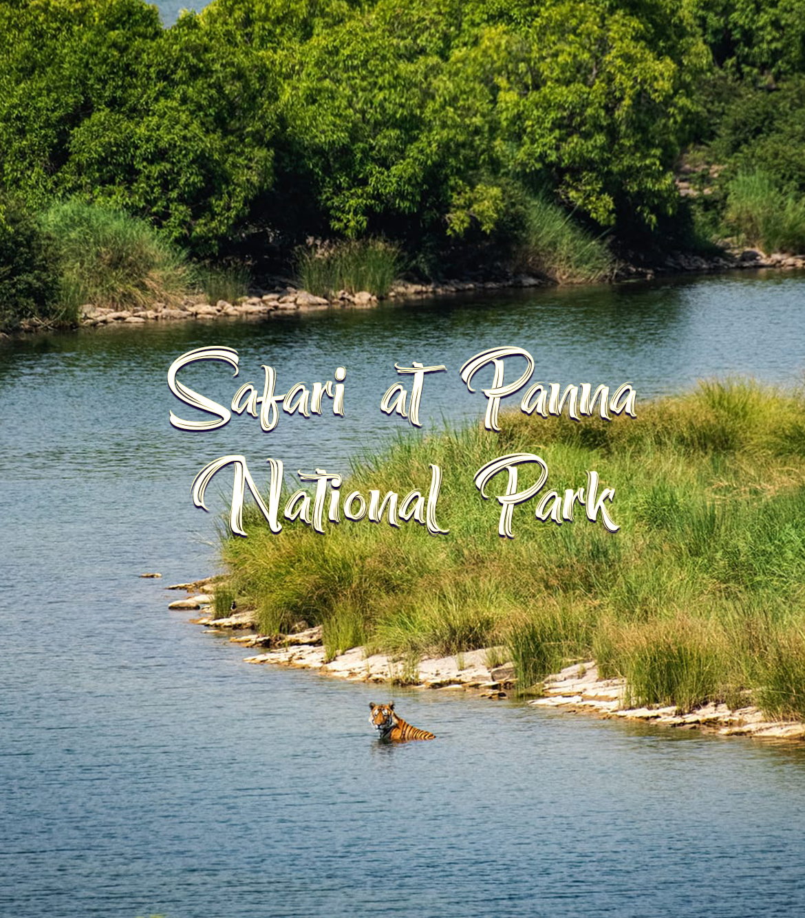 Panna National Park Safari Booking