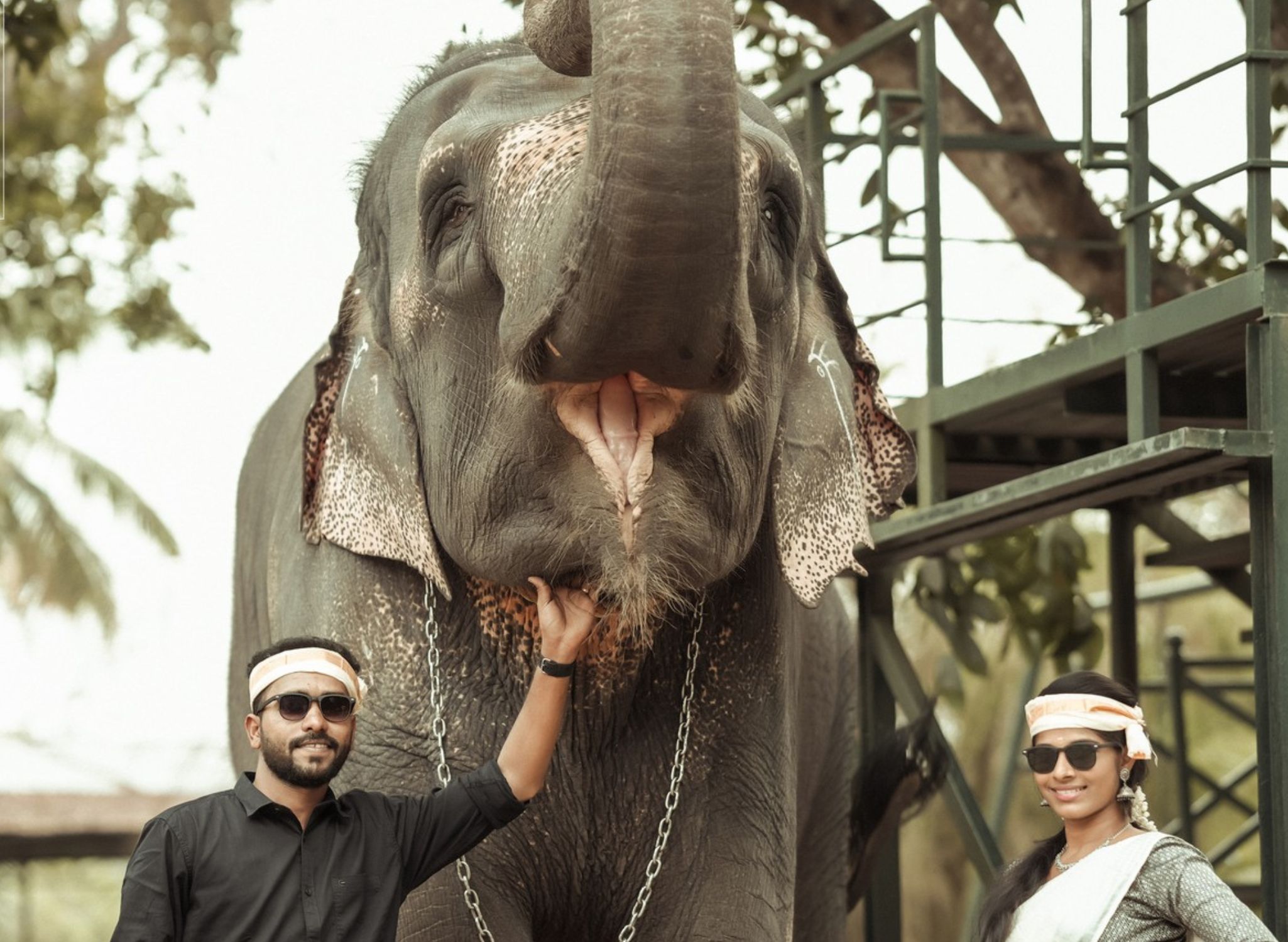 Elephant Safari in Kerala