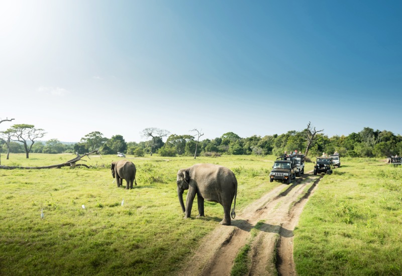 Elephant Safari In Jim Corbett