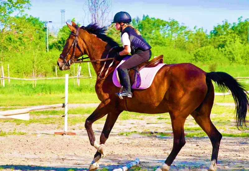 Horse Riding in Khajjiar, Himachal Pradesh