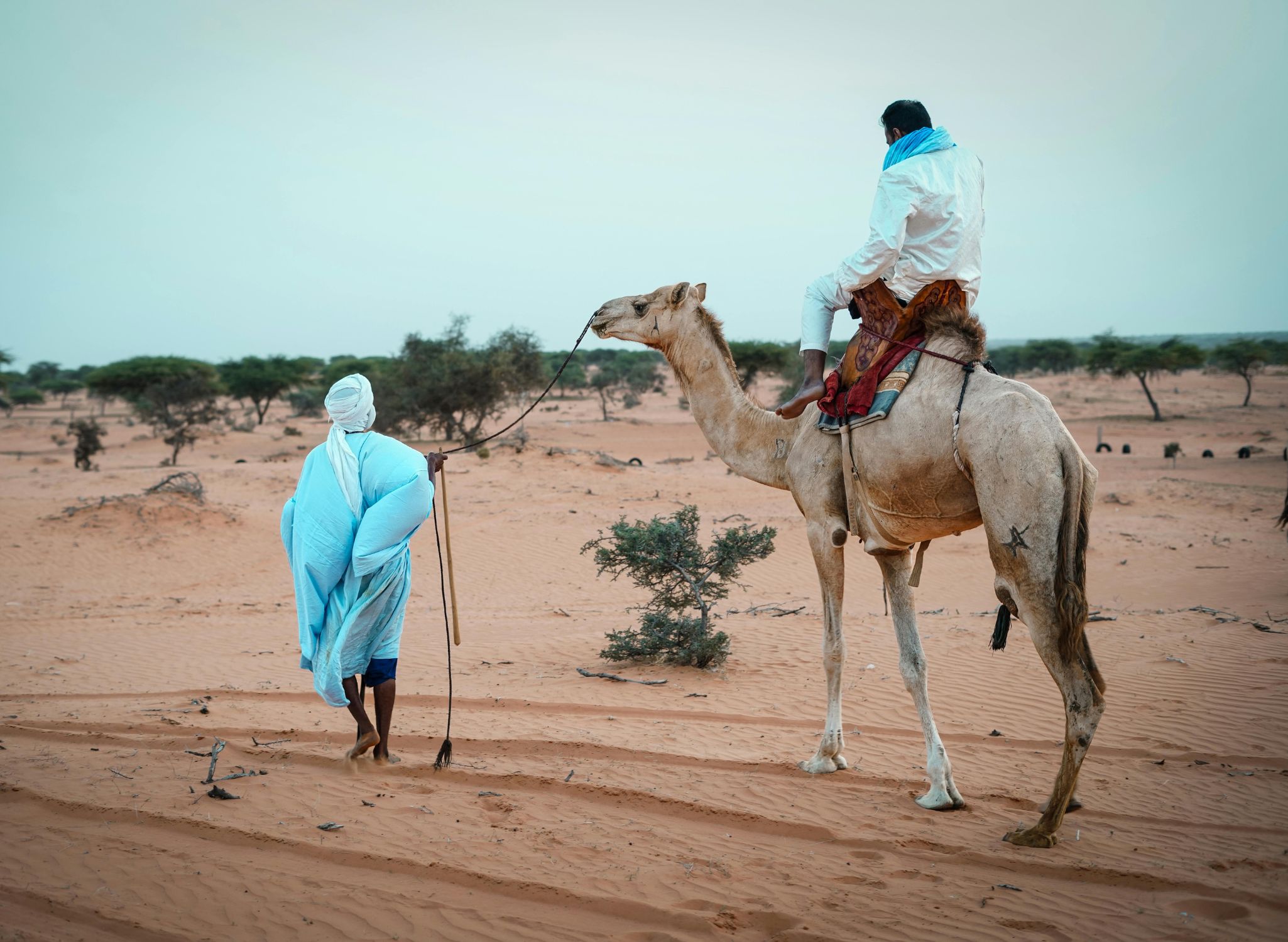 Camel Ride in Panchkula