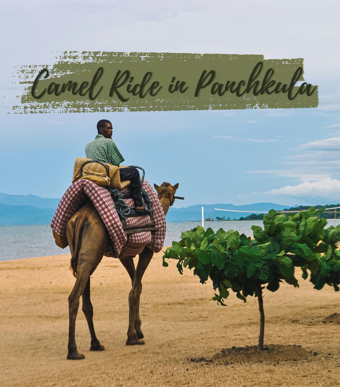 Camel Ride in Panchkula