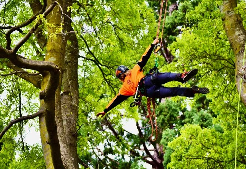 Tree Climbing in Pondicherry