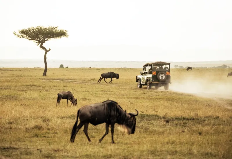 Gir Jungle Safari