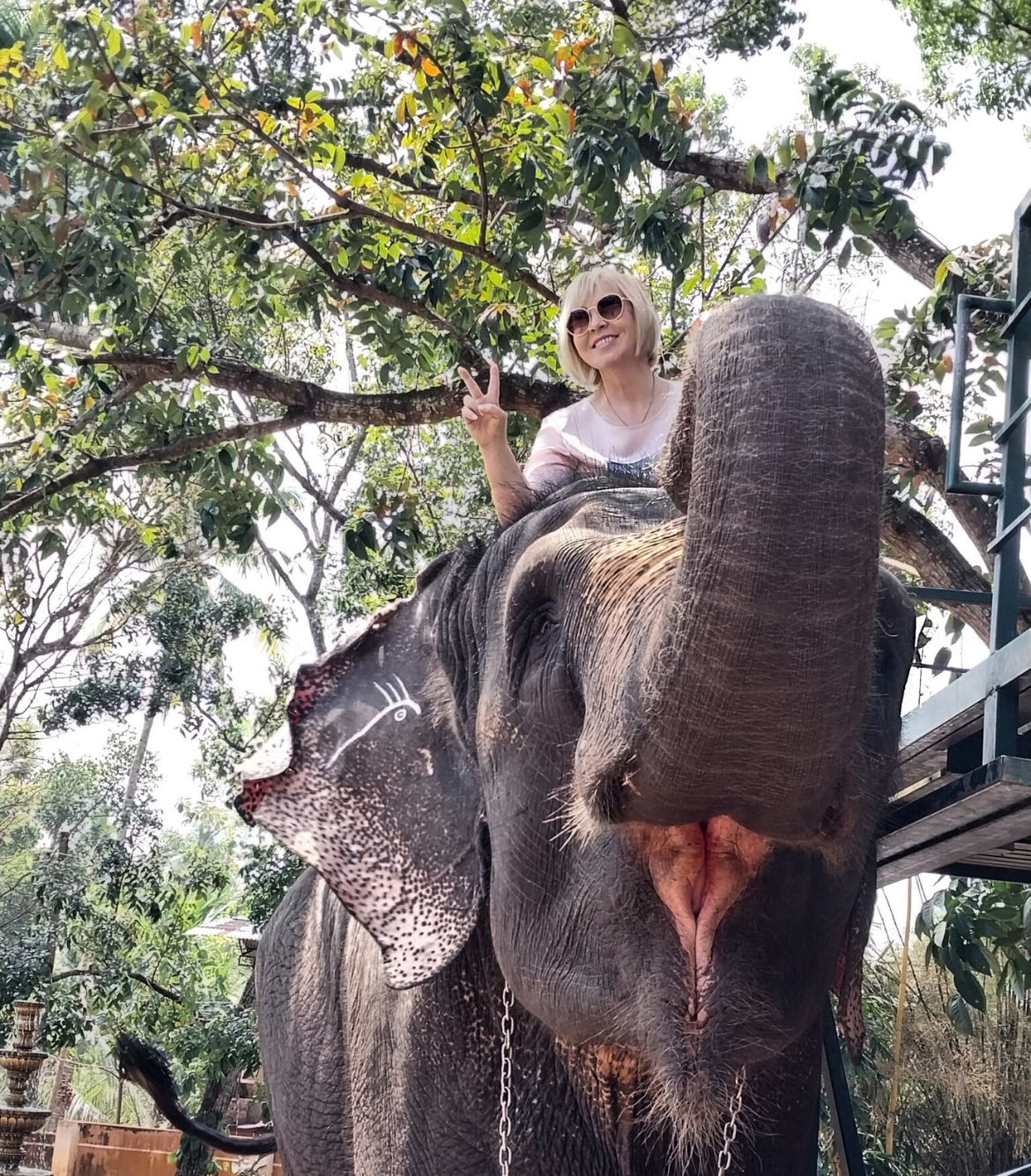 Elephant Safari in Kerala