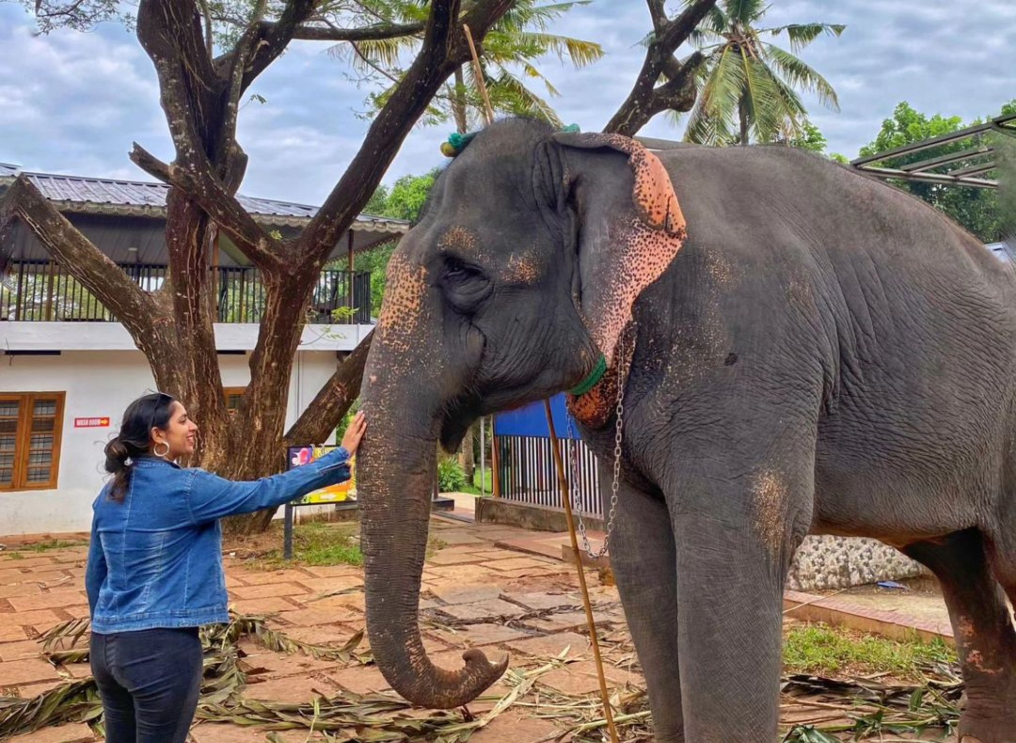 Elephant Safari in Kerala