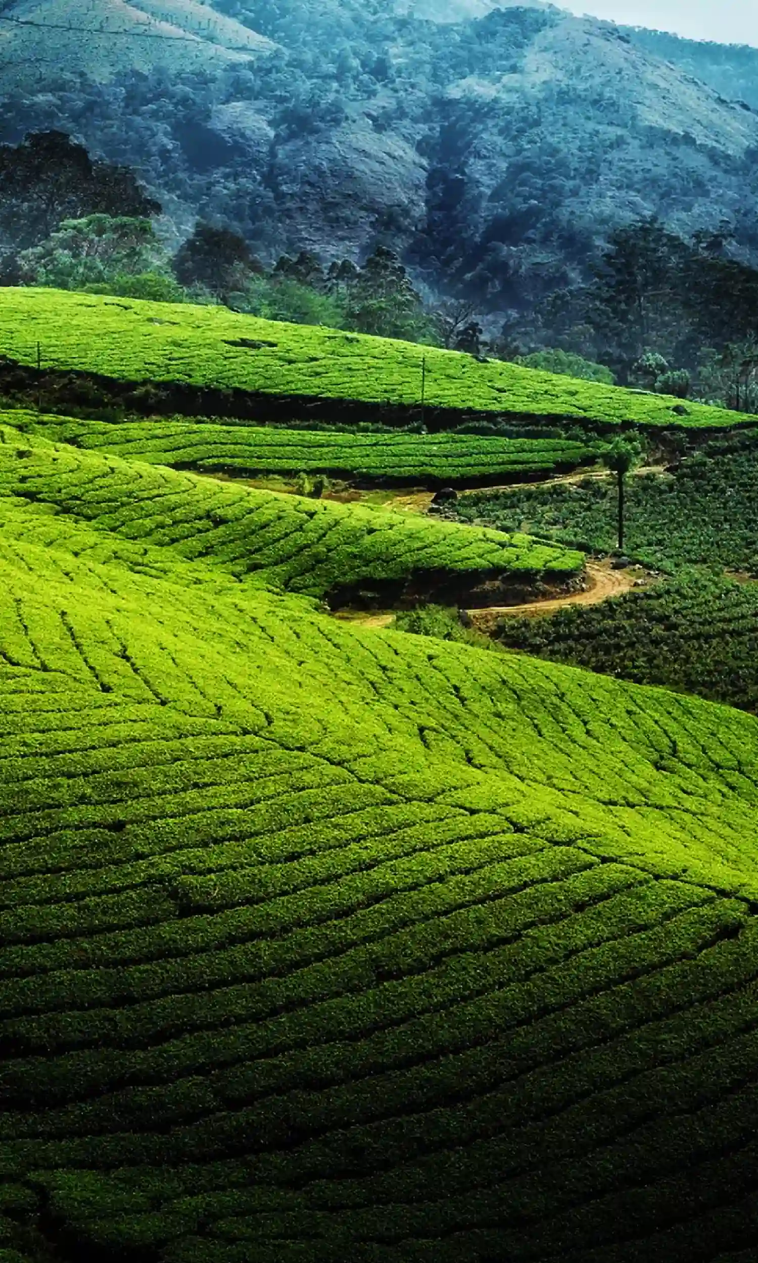 5 Days Kerala Tour Package with Munnar Alleppey and Thekkady
