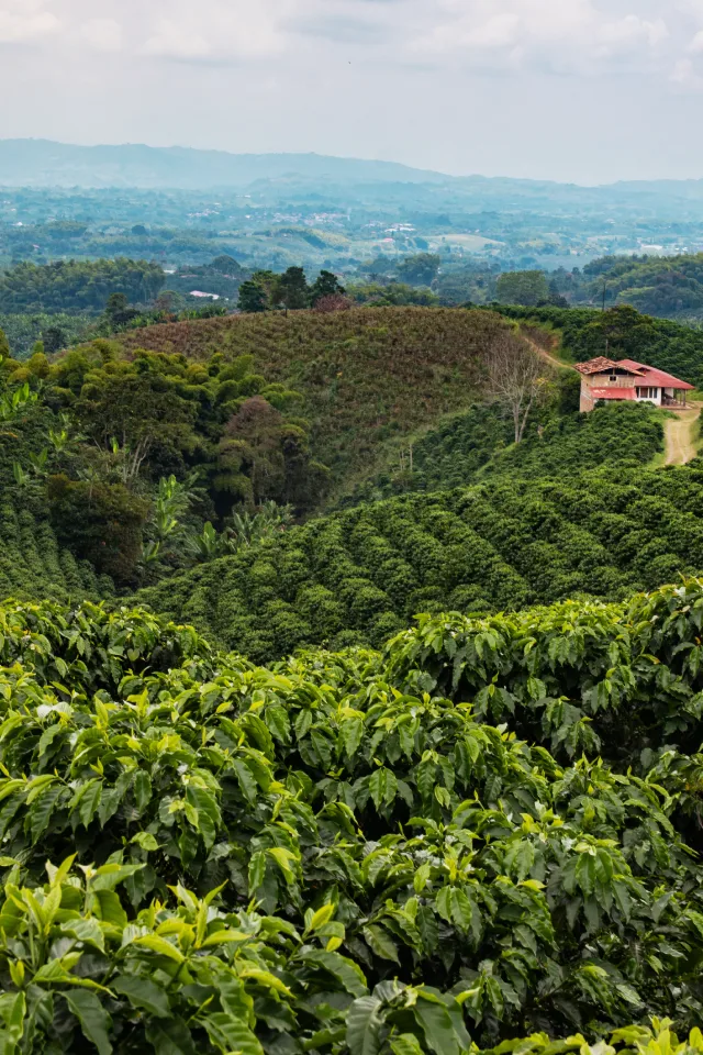 3 Days Araku Lambasingi Tour Package from Vizag