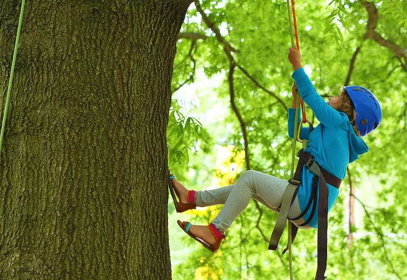 Tree Climbing in Pondicherry