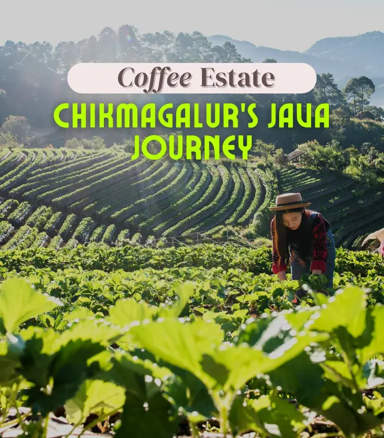 Chikmagalur Coffee Estate Tour