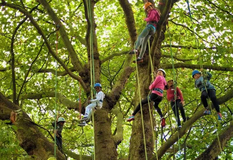 Tree Climbing in Pondicherry