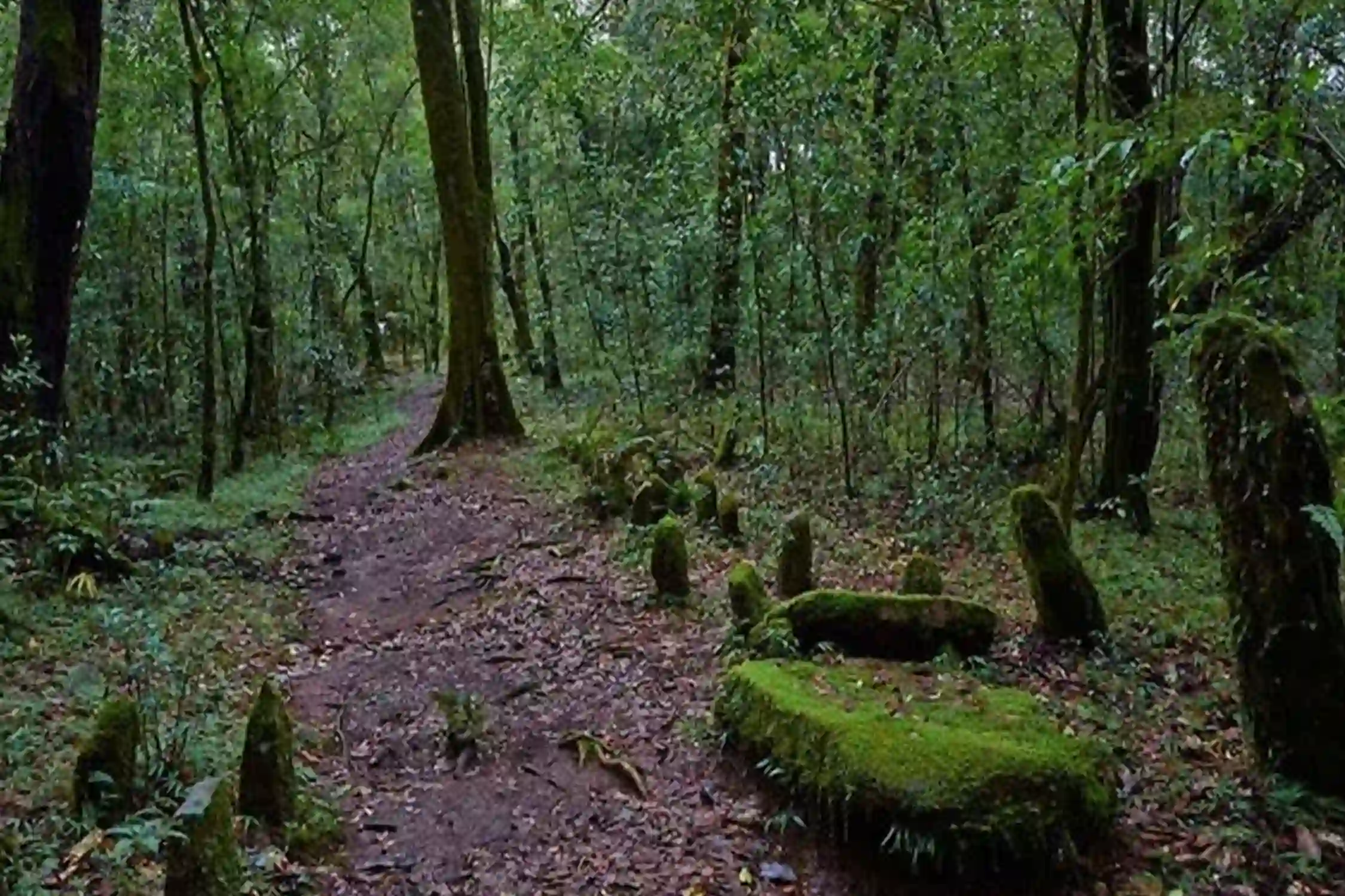 Arunachal Pradesh and Meghalaya Tour Packages