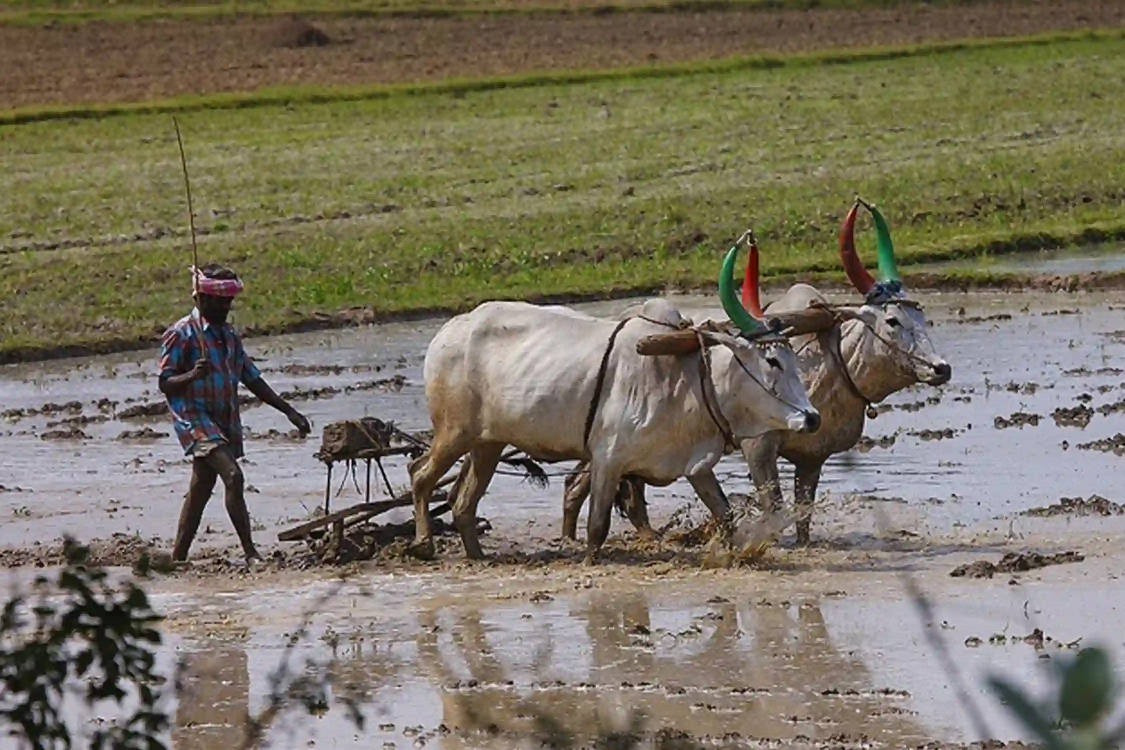 Arunachal Tribal Villages Tour