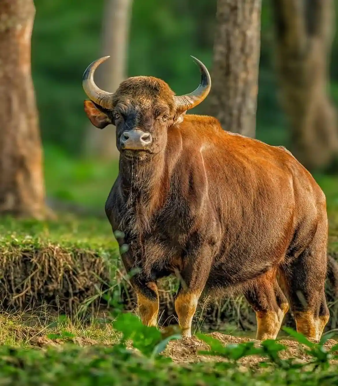 Bhitarkanika Wildlife Tour Packages
