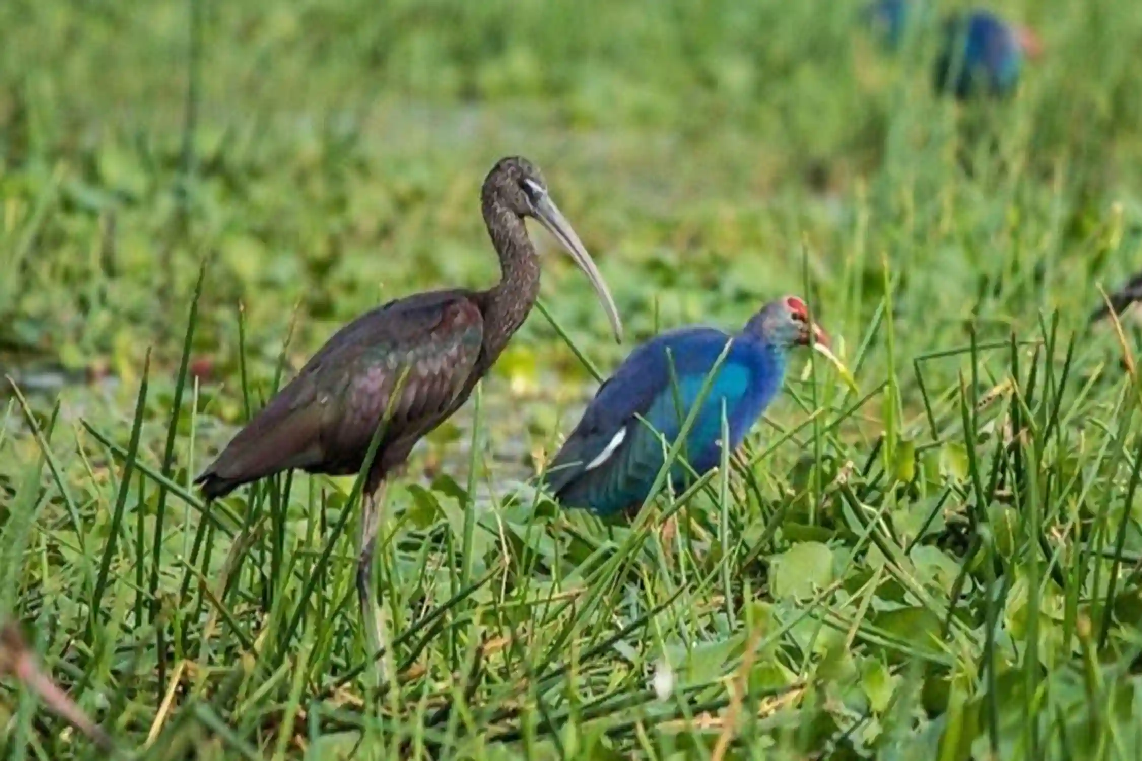 Bhitarkanika Wildlife Tour Packages