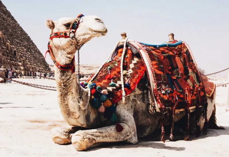 Camel Ride in Pushkar, Rajasthan